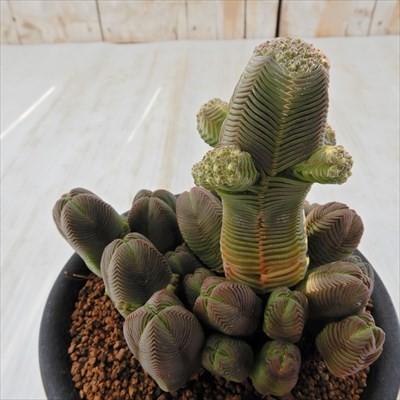 日本花キ流通 多肉植物 osクラッスラ だるま緑塔 ダルマ緑塔 日本花キ流通 多肉植物 osクラッスラ だるま緑塔 ダルマ緑塔