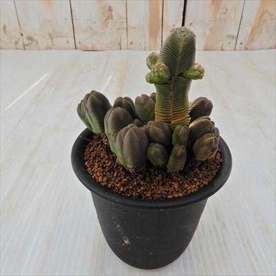 ダルマ緑塔　抜き苗 楽天市場】多肉植物 クラッスラ ダルマ緑塔 6cmポット だるま緑