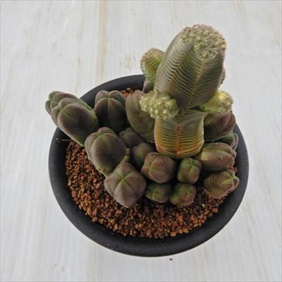 日本花キ流通 多肉植物 osクラッスラ だるま緑塔 ダルマ緑塔 日本花キ流通 多肉植物 osクラッスラ だるま緑塔 ダルマ緑塔