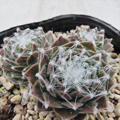 日本花キ流通 多肉植物 onセンペルビウム バロネッセ 9cmポット