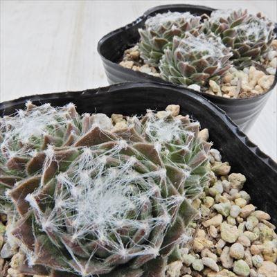 日本花キ流通 多肉植物 onセンペルビウム バロネッセ 9cmポット