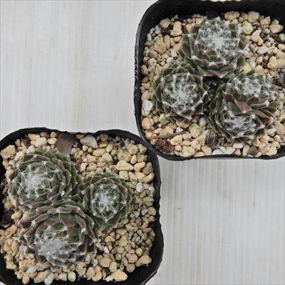 日本花キ流通 多肉植物 onセンペルビウム バロネッセ 9cmポット