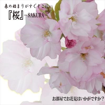お部屋でお花見いかがですか? 桜 旭山 12cmポット（盆栽 さくら サクラ）