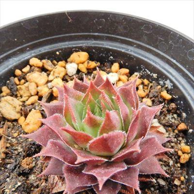 日本花キ流通 多肉植物 grセンペルビウム アトロビオラセウム 7.5cm