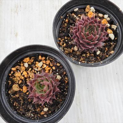 感謝を込めて。センペルビウム15(*´ω`*)J シルベリウム センペルビウム | toA Succulent