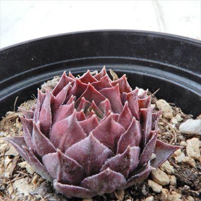 日本花キ流通 多肉植物 grセンペルビウム ライラック タイム 7.5cm