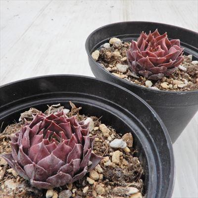 日本花キ流通 多肉植物 grセンペルビウム ライラック タイム 7.5cm