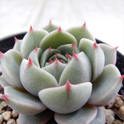 日本花キ流通 多肉植物 skエケベリア ベンバディス 多肉植物