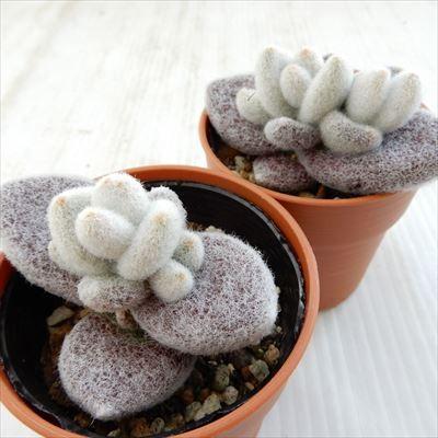 多肉植物 Hmカランコエ 福兎耳 雪だるま 多肉植物 カランコエ 6cmポット Z 001 002 フラワーネット日本花キ流通 通販 Yahoo ショッピング
