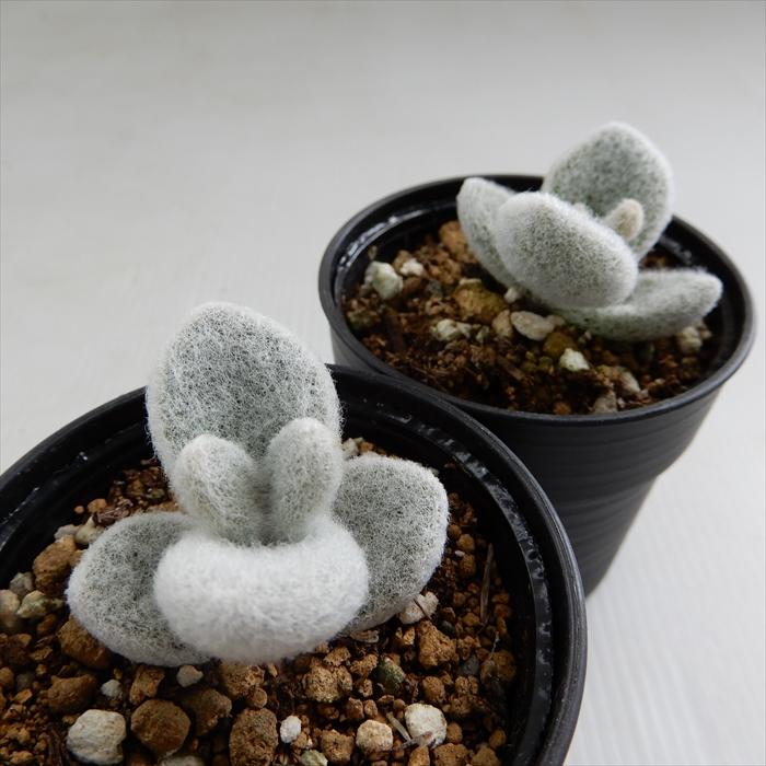 多肉植物 Hmカランコエ 福兎耳 雪だるま 多肉植物 カランコエ 6cmポット Z 001 002 フラワーネット日本花キ流通 通販 Yahoo ショッピング