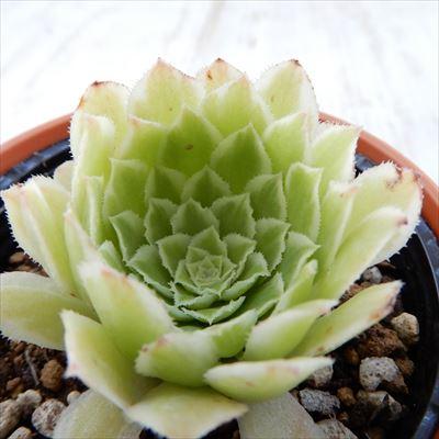 日本花キ流通 多肉植物 hmアエオニウム エメラルドアイス 多肉植物