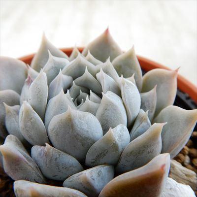 日本花キ流通 多肉植物 hmエケベリア メリーベル 多肉植物 エケベリア