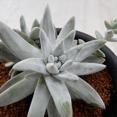 日本花キ流通 多肉植物 osダドレア グノマ おもしろ多肉植物
