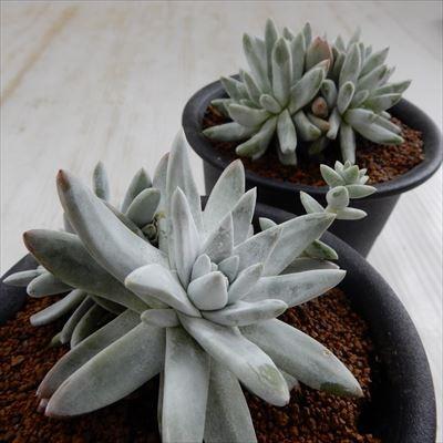 日本花キ流通 多肉植物 osダドレア グノマ おもしろ多肉植物