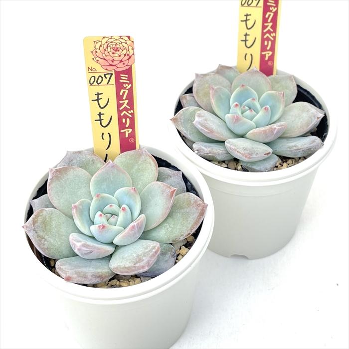 多肉植物 oriミックスベリア No.007 ももりん おらいさん苗 送料 多肉植物 oriミックスベリア No.007 ももりん おらいさん苗 送料