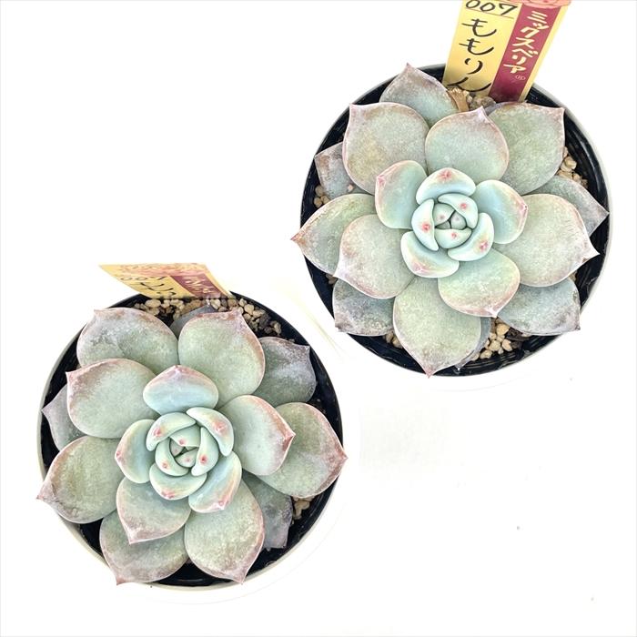 多肉植物 oriミックスベリア No.007 ももりん おらいさん苗 送料