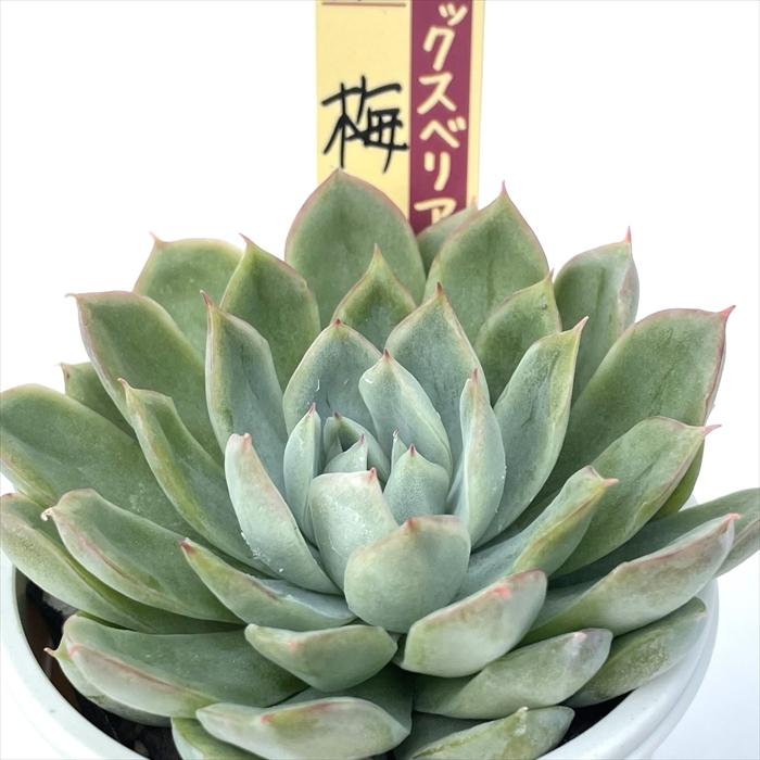多肉植物 oriミックスベリア No.016 梅子 おらいさん苗 送料無料 多肉植物 oriミックスベリア No.016 梅子 おらいさん苗 送料無料