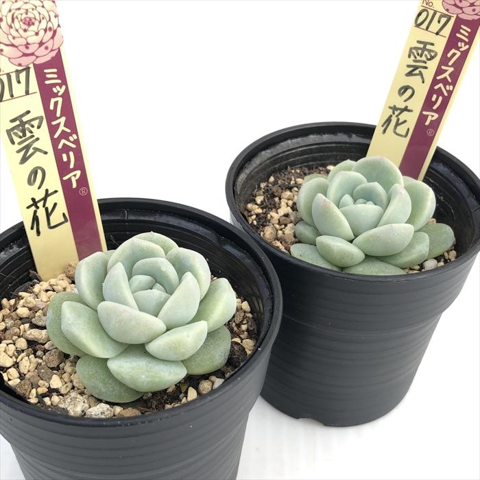 多肉植物 oriミックスベリア No.017 雲の花 おらいさん苗 送料