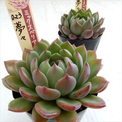 多肉植物 oriミックスベリア No.023 夢々 おらいさん苗 送料無料 多肉植物 oriミックスベリア No.023 夢々 おらいさん苗 送料無料