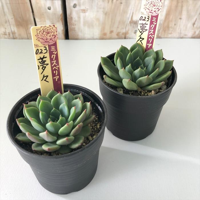 あざらし☆多肉植物出品中様 23苗 あざらし☆多肉植物出品中様 23苗
