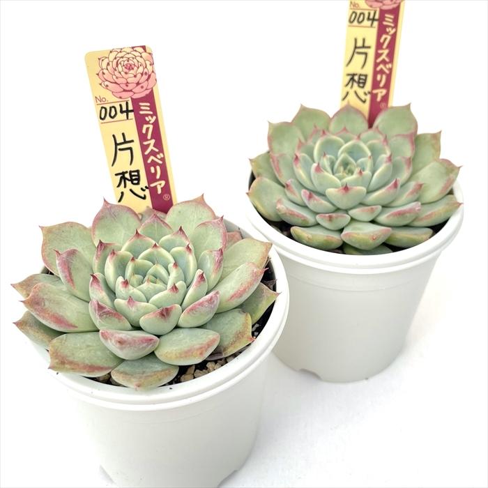 多肉植物 oriミックスベリア No.004 片想い おらいさん苗 送料 多肉植物 oriミックスベリア No.004 片想い おらいさん苗 送料