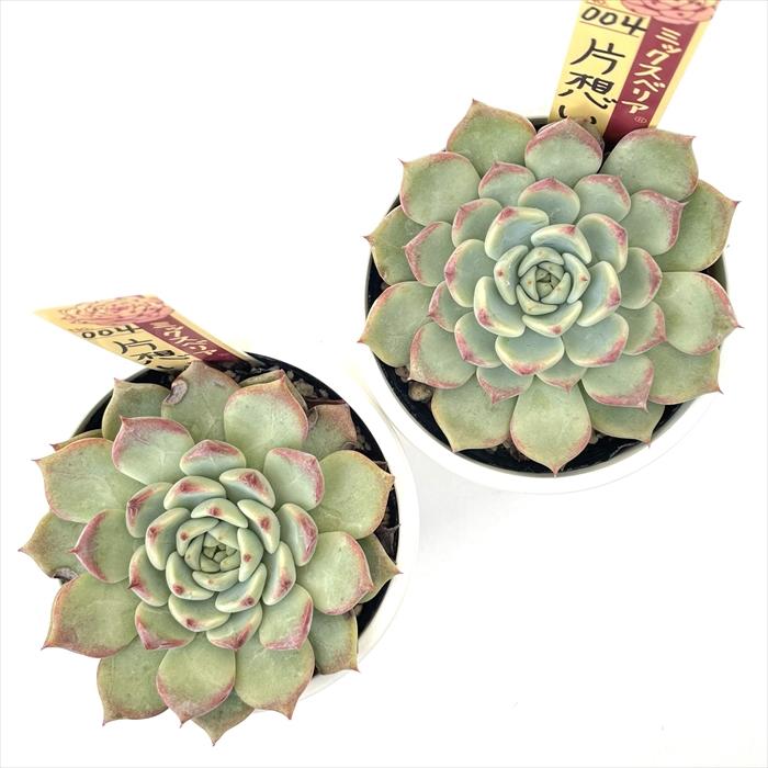 多肉植物 oriミックスベリア No.004 片想い おらいさん苗 送料 多肉植物 oriミックスベリア No.004 片想い おらいさん苗 送料