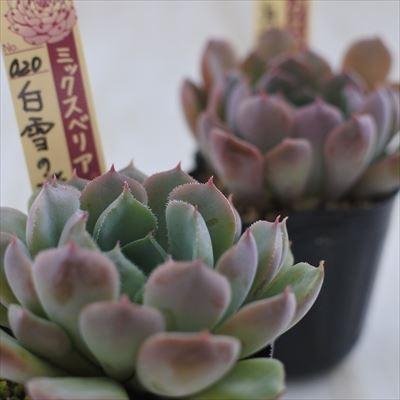 多肉植物 Oriミックスベリア No 0 白雪の渚 多肉植物 おらいさん苗エケベリア 6cmポット Z1902 001 008 フラワーネット日本花キ流通 通販 Yahoo ショッピング