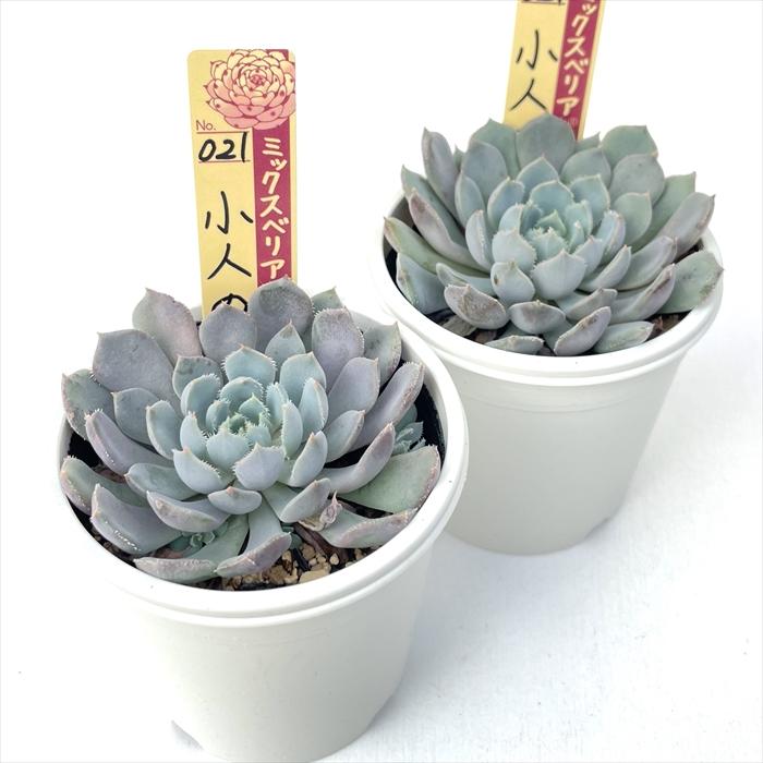 多肉植物 oriミックスベリア No.021 小人の渚 おらいさん苗 送料