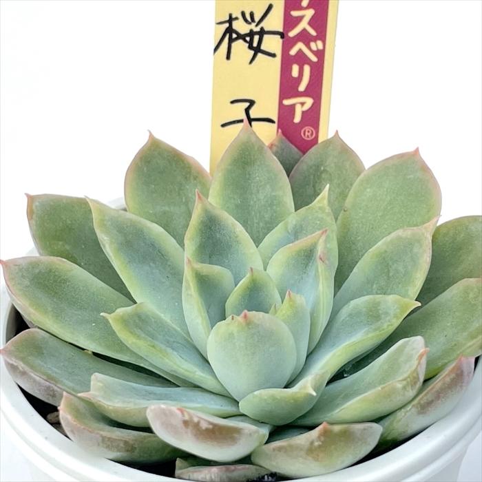 多肉植物 oriミックスベリア No.015 桜子 おらいさん苗 送料無料 多肉植物 oriミックスベリア No.015 桜子 おらいさん苗 送料無料