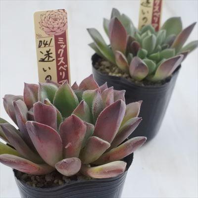 多肉植物 oriミックスベリアNo.041 迷いの森 多肉植物 おらいさん苗
