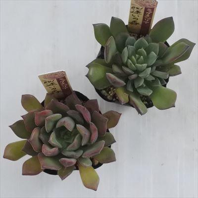 多肉植物 oriミックスベリアNo.041 迷いの森 多肉植物 おらいさん苗