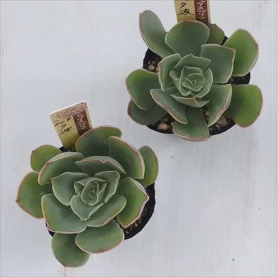 多肉植物 oriミックスベリア No.009 夕波 おらいさん苗 送料無料