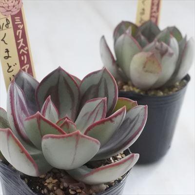 多肉植物 oriミックスベリア No.018 くまどり おらいさん苗 送料 多肉植物 oriミックスベリア No.018 くまどり おらいさん苗 送料