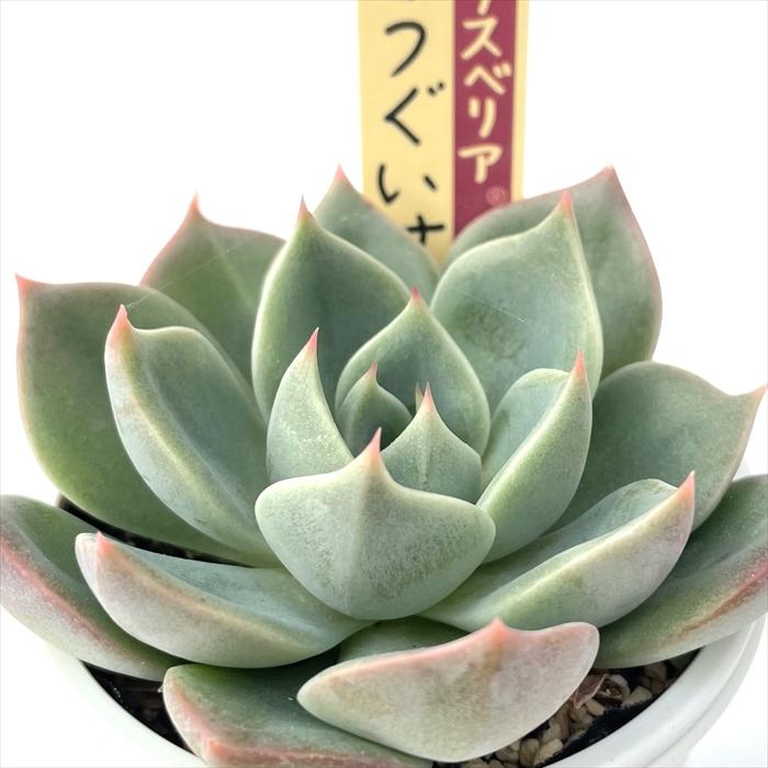 多肉植物 oriミックスベリア No.030 うぐいす おらいさん苗 送料無料 エケベリア 6cmポット : フラワーネット日本花キ流通 - 通販 - Yahoo!ショッピング 多肉植物 oriミックスベリア No.030 うぐいす おらいさん苗 送料無料 エケベリア 6cmポット : フラワーネット日本花キ流通 - 通販 - Yahoo!ショッピング