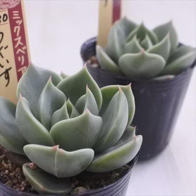多肉植物 oriミックスベリア No.030 うぐいす 多肉植物 おらいさん苗