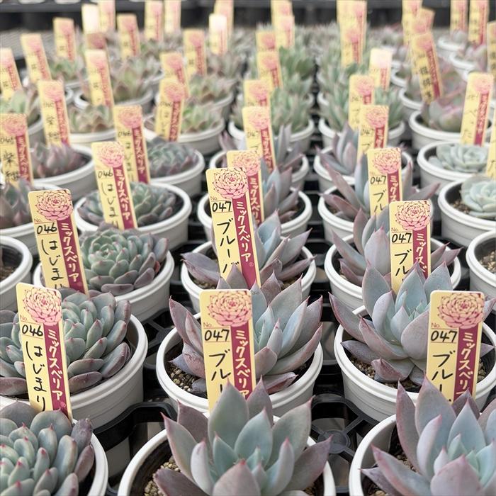 多肉植物　ミックスベリア12苗セット　ポットごと発送します 多肉植物 エケベリア／ミックスベリア入10苗セット② ポットごと