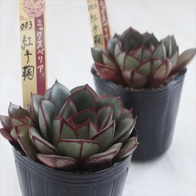多肉植物 エケベリア ポット苗セット003 多肉植物 スターター