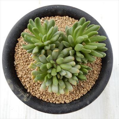 多肉植物 Osアナカンプセロス マルロッティ おもしろ多肉植物 Z 001 013 フラワーネット日本花キ流通 通販 Yahoo ショッピング