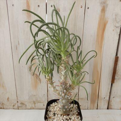 日本花キ流通 多肉植物 caチレコドン ワリチー 奇峰錦 現品販売 0221
