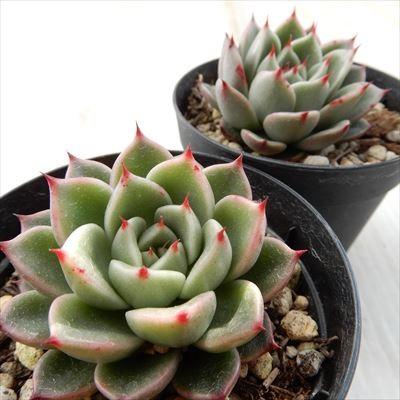 日本花キ流通 多肉植物 skエケベリア サファイア エケベリア 7.5 日本花キ流通 多肉植物 skエケベリア サファイア エケベリア 7.5