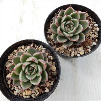日本花キ流通 多肉植物 skエケベリア サファイア エケベリア 7.5 日本花キ流通 多肉植物 skエケベリア サファイア エケベリア 7.5