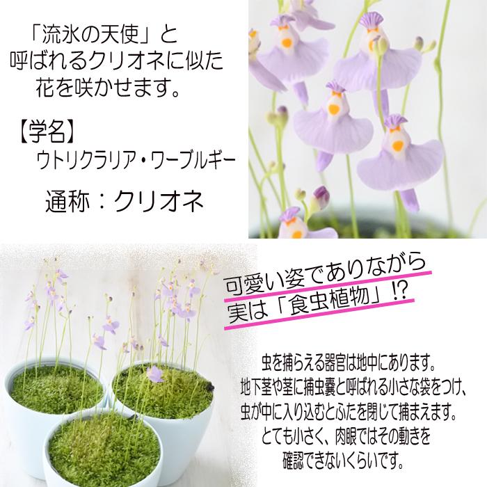 クリオネ 食虫植物 ウトリクラリア ミミカキグサ 3号鉢 Z 101 001 フラワーネット日本花キ流通 通販 Yahoo ショッピング