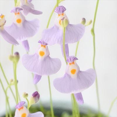クリオネ 食虫植物 ウトリクラリア ミミカキグサ 3号鉢 Z 101 001 フラワーネット日本花キ流通 通販 Yahoo ショッピング