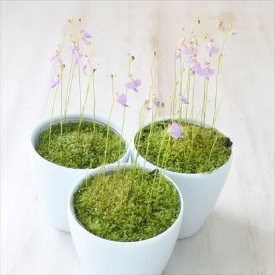 クリオネ 食虫植物 ウトリクラリア ミミカキグサ 3号鉢 Z 101 001 フラワーネット日本花キ流通 通販 Yahoo ショッピング