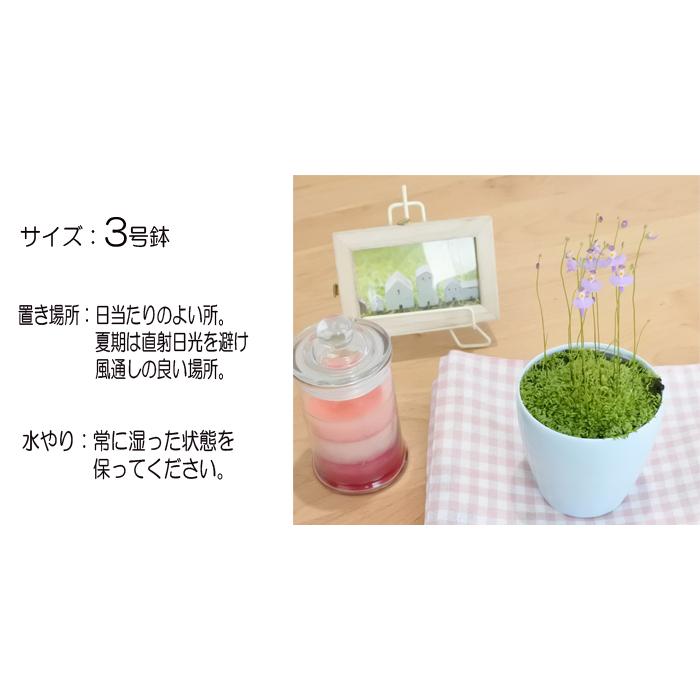 クリオネ 食虫植物 ウトリクラリア ミミカキグサ 3号鉢 Z 101 001 フラワーネット日本花キ流通 通販 Yahoo ショッピング