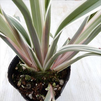 斑入りキキョウラン ディアネラ 観葉植物 9cmポット インテリア おしゃれ 鉢植え Z 101 001 フラワーネット日本花キ流通 通販 Yahoo ショッピング