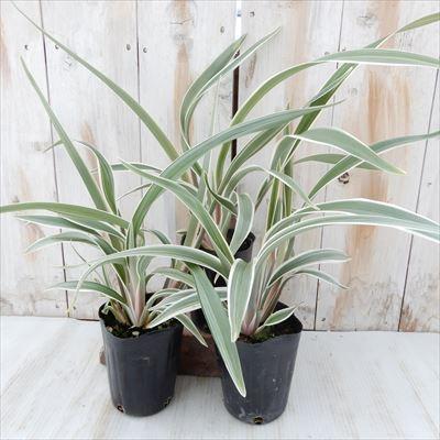 斑入りキキョウラン ディアネラ 観葉植物 9cmポット インテリア おしゃれ 鉢植え Z 101 001 フラワーネット日本花キ流通 通販 Yahoo ショッピング