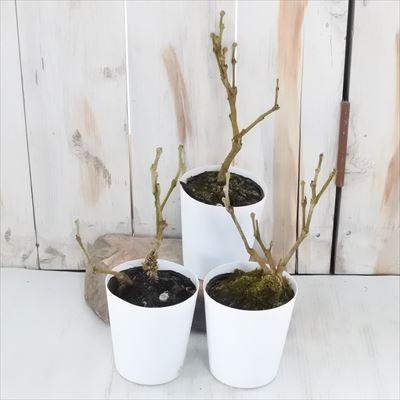 アメリカヅタ ミステリーピンク 3 5号鉢 観葉植物 斑入り ツタ Z 601 001 フラワーネット日本花キ流通 通販 Yahoo ショッピング