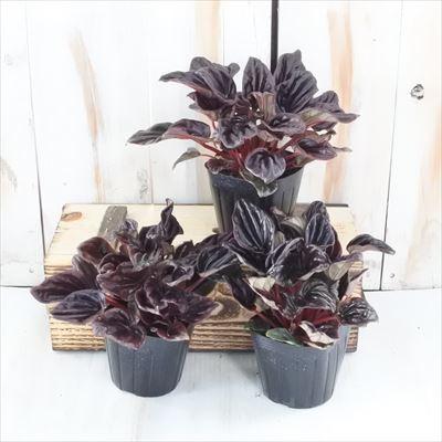 多肉植物 ペペロミア レッドルナ 9cmポット 観葉植物 多肉植物 インテリア おしゃれ 鉢植え Z1903 101 006 フラワーネット日本花キ流通 通販 Yahoo ショッピング