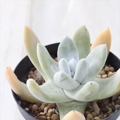 多肉植物 caダドレア パキフィツム 多肉植物 ダドレア 9cmポット | 日本花キ流通